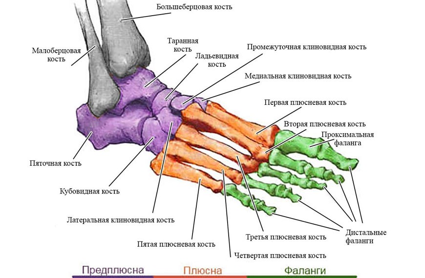 анатомия стопы